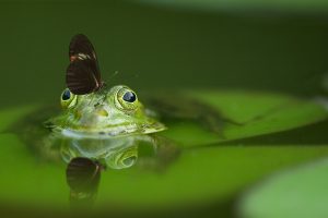 green frog with butterfly on head