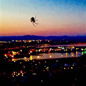 Spider with a city background at night