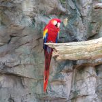 A red parrot hanging on a tree branch
