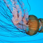 A jellyfish swimming, its tentacles spread cover majority of the picture