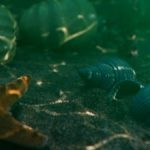 Still of underwater shells and a starfish